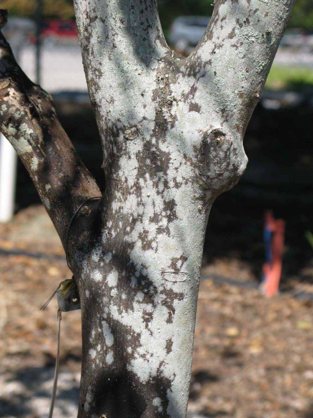            Bark (Winter Haven, FL)      